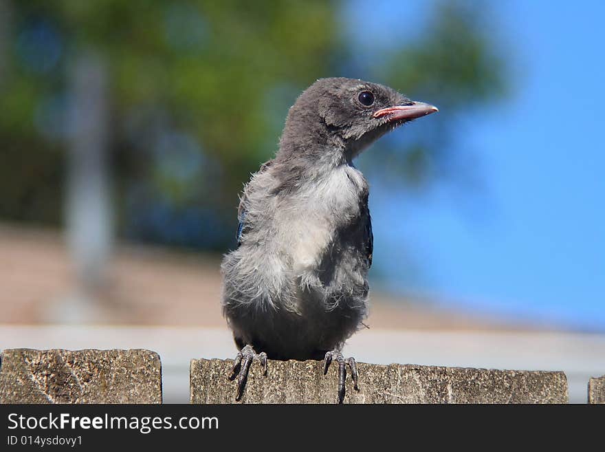 This baby scrub Jay has been tossed out of the nest by it's mother.  It seems cruel...but it does work.  With a little coaxing the baby finally flew up to a branch next to momma. This baby scrub Jay has been tossed out of the nest by it's mother.  It seems cruel...but it does work.  With a little coaxing the baby finally flew up to a branch next to momma.