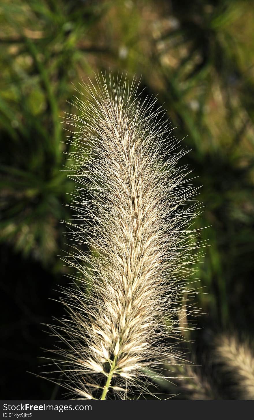 Grass in sun light