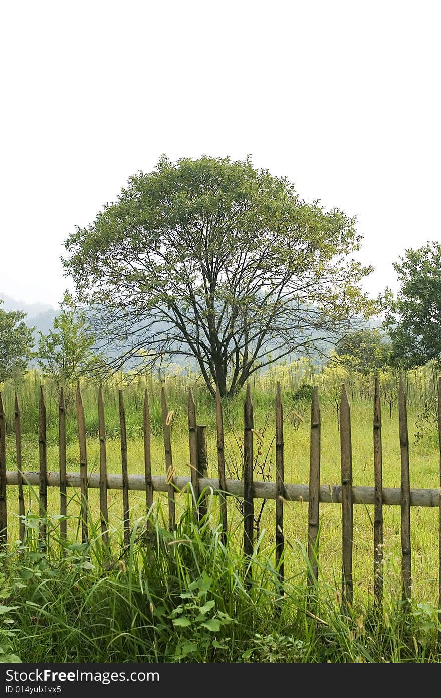 The tree with the blue sky background. The tree with the blue sky background