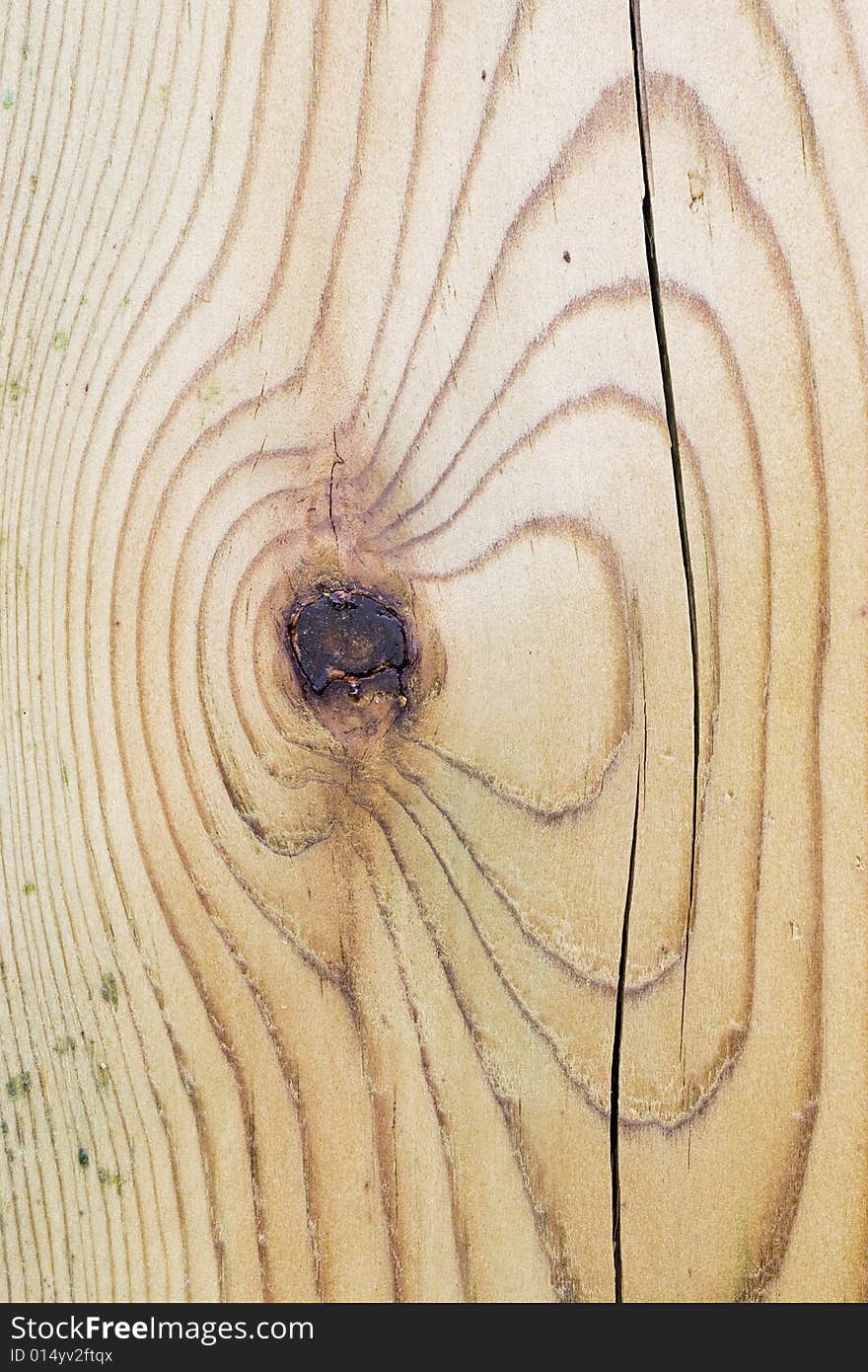 Cross-section of an ironwood. Cross-section of an ironwood.