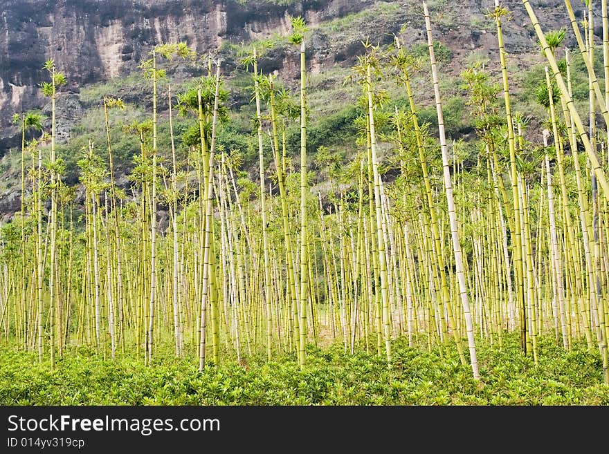 The bamboo in a park china