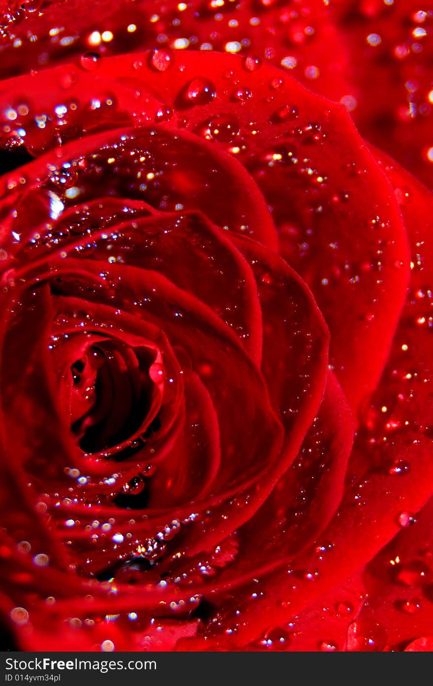 Close up photo of a red rose splashed with water