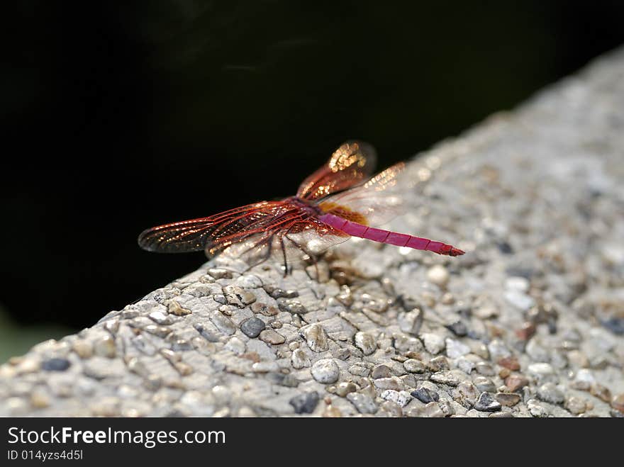 Red Dragonfly resting with glittering wings