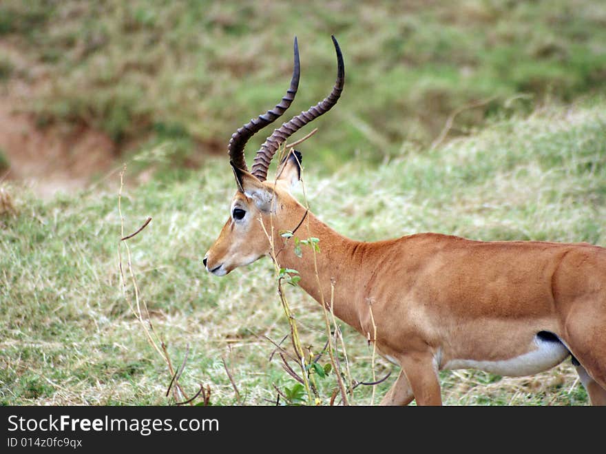 A male antelope, Tsavo National Park, Kenya