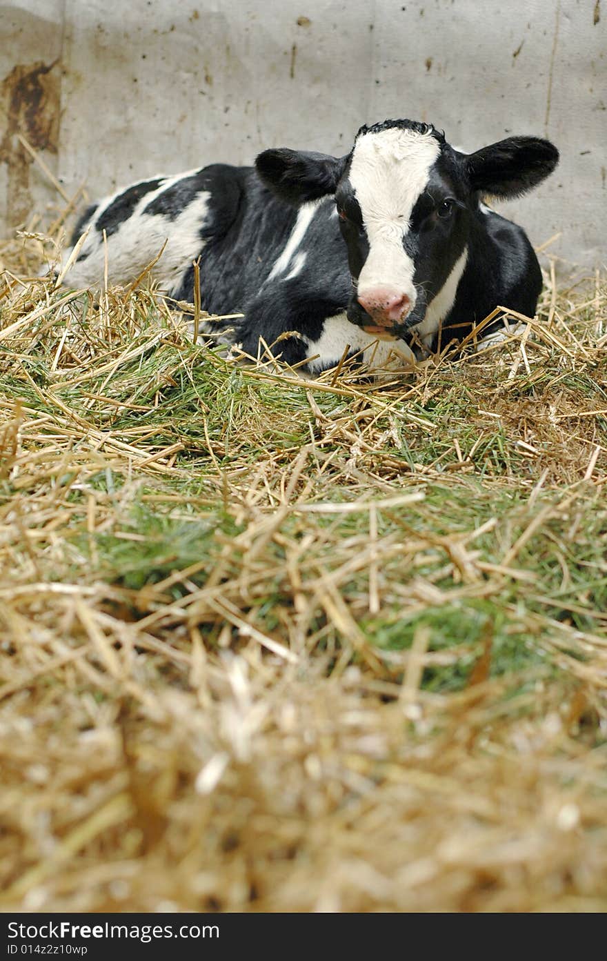 One day old calf lying in the hay of a stable, portait orientation. One day old calf lying in the hay of a stable, portait orientation