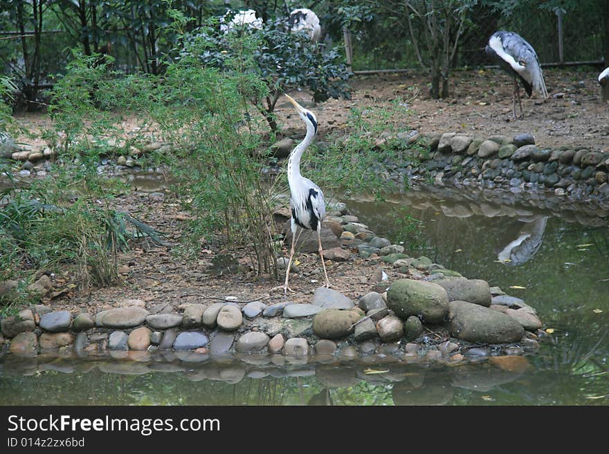 China s Hangzhou Zoo_Heron