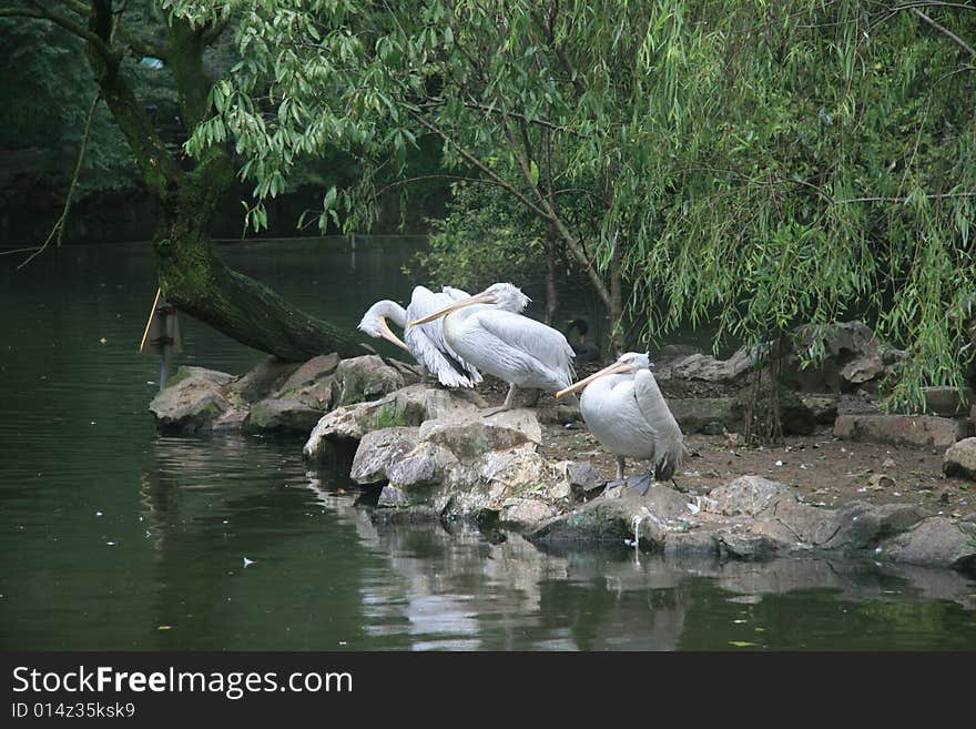 Pelicans with fishing nets like small jets like the capsule fishing and food, a large seabird. Pelicans with fishing nets like small jets like the capsule fishing and food, a large seabird.