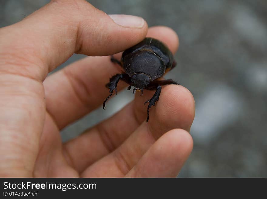 Cought a black beetle in the tropical rainforrest. Cought a black beetle in the tropical rainforrest