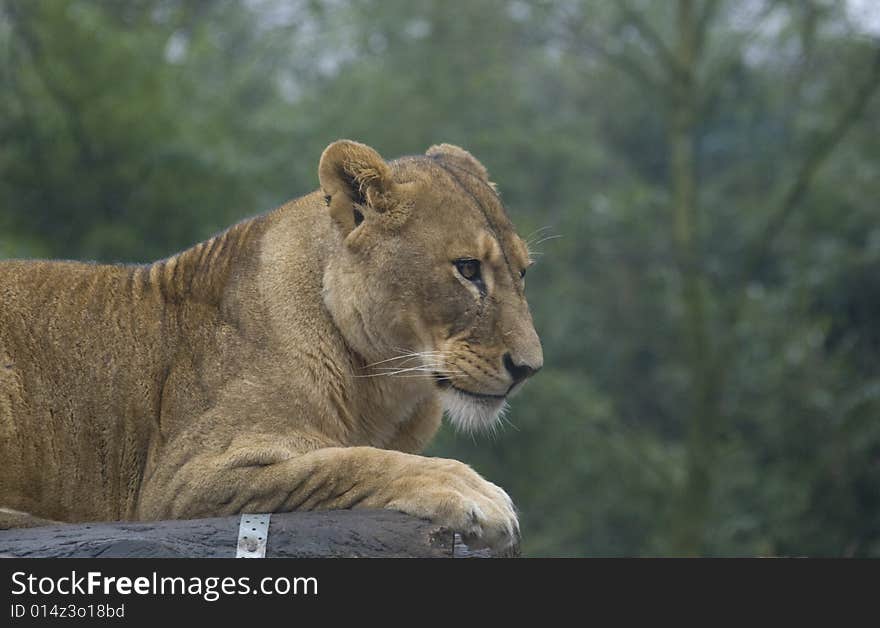 Female female lions waiting for food in a zoo. Female female lions waiting for food in a zoo