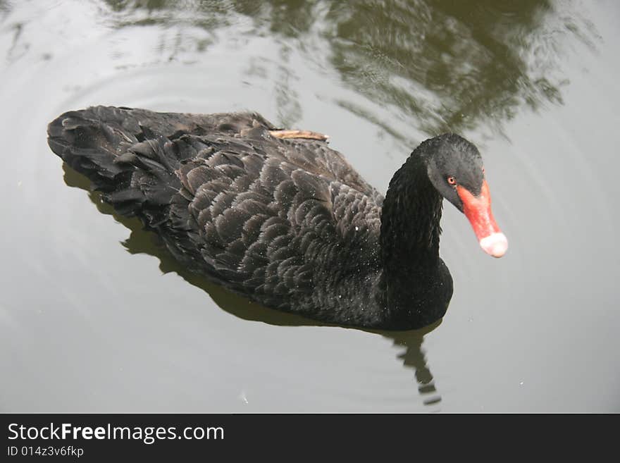 China s Hangzhou Zoo_Swan