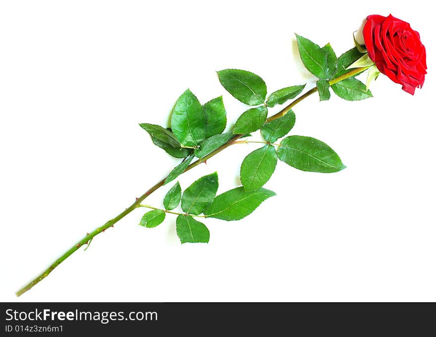 Beautiful red rose on a white background