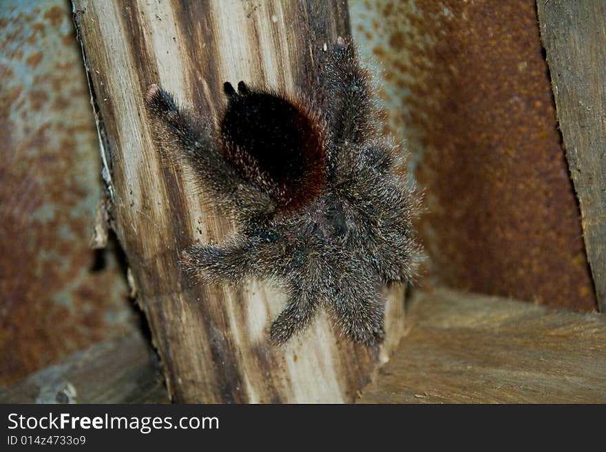 A hairy tarantula on wood in a jungle hut. A hairy tarantula on wood in a jungle hut