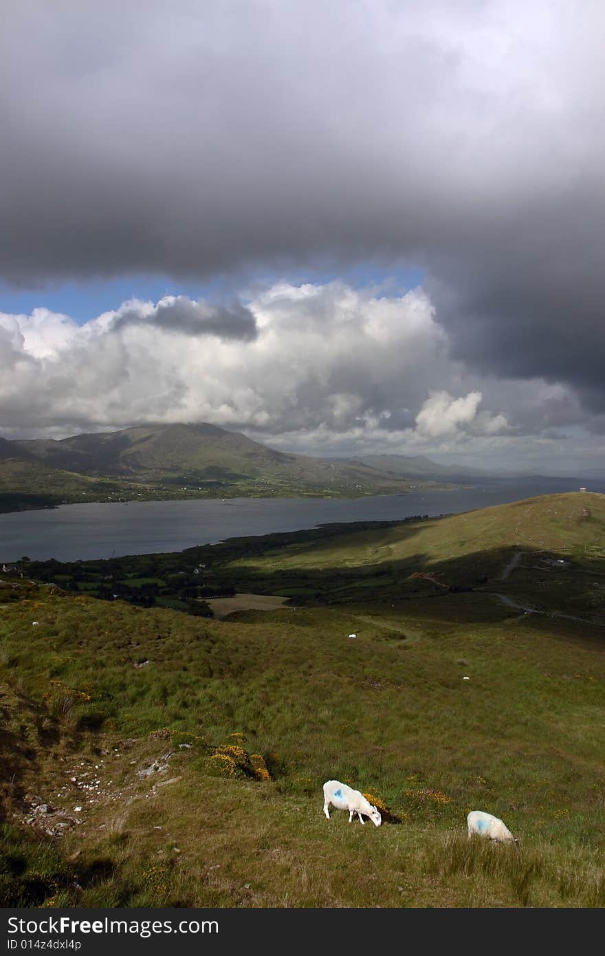 Mountain sheep grazing on a hillside on Bear island county Cork Ireland. Mountain sheep grazing on a hillside on Bear island county Cork Ireland