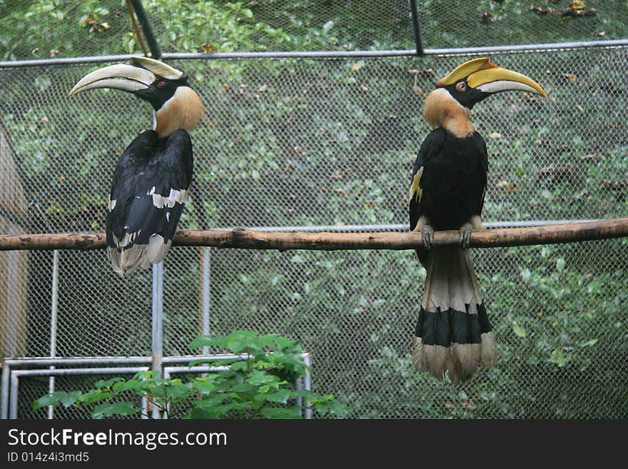 Hornbill is a unique and valuable large birds, is a typical tropical forest birds. Hornbill is a unique and valuable large birds, is a typical tropical forest birds.