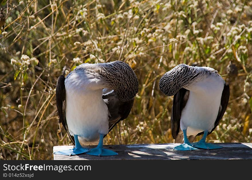 Couple Of Blue-footed Birds