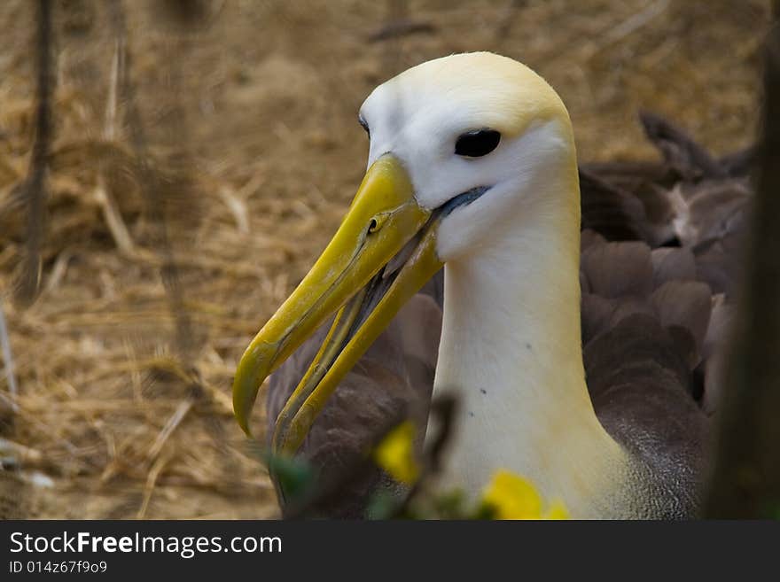 Breeding albatross on the galapagos islands. Breeding albatross on the galapagos islands