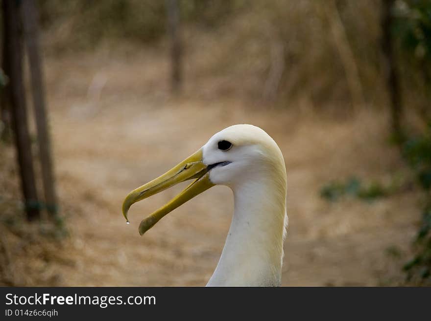 Close up of an endangered and breeding albatross. Close up of an endangered and breeding albatross