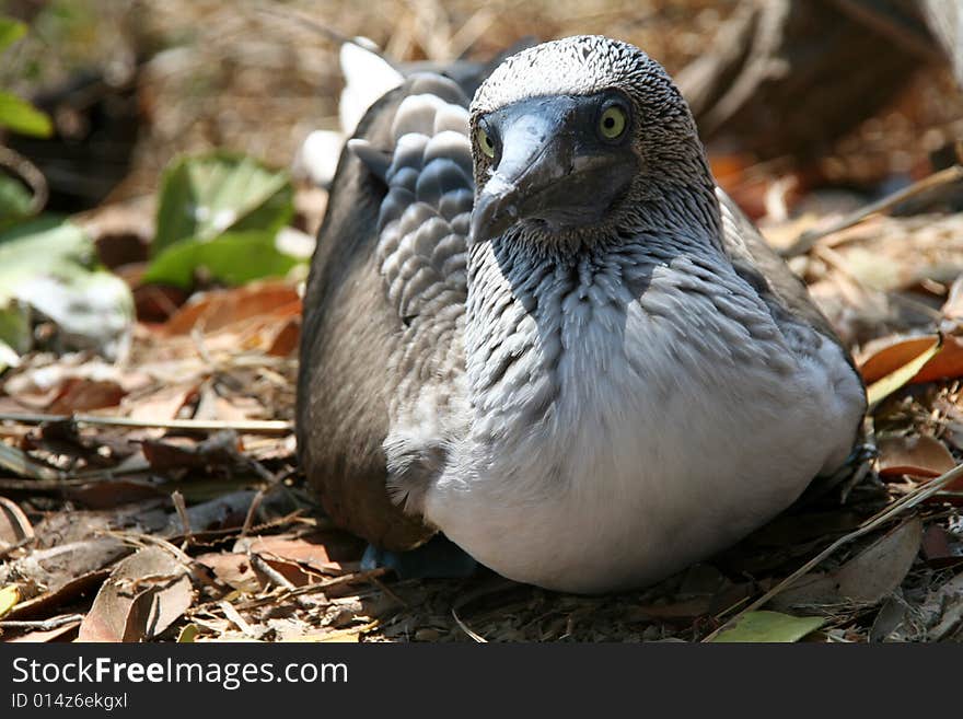 Close up of a blue footed boobie in the wild. Close up of a blue footed boobie in the wild