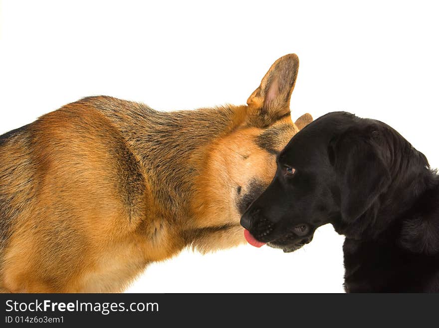 German shepherd kissing Labrador isolated on white. German shepherd kissing Labrador isolated on white