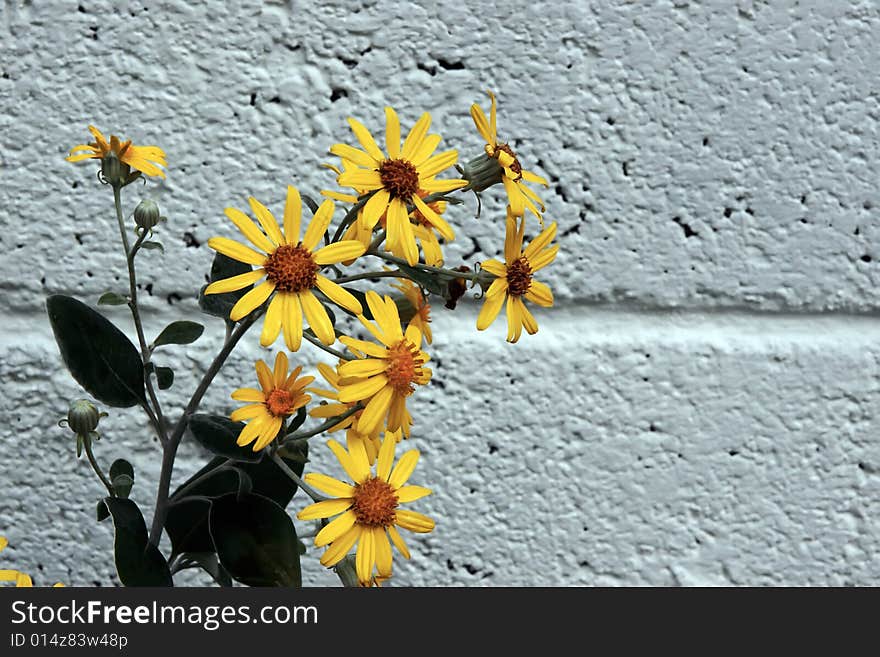 Wall Flowers 2