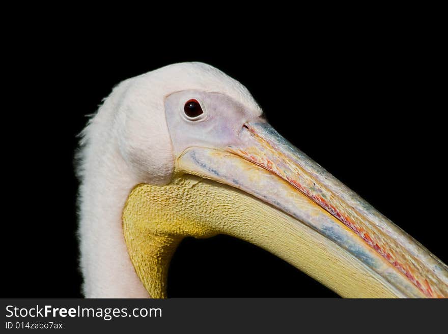 Pelican