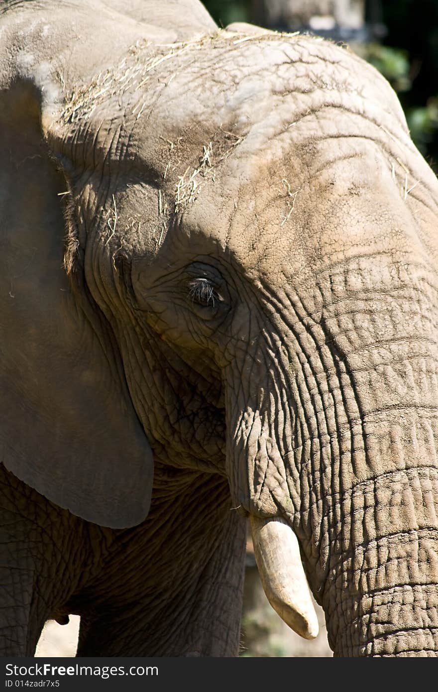 Close up of an elephant