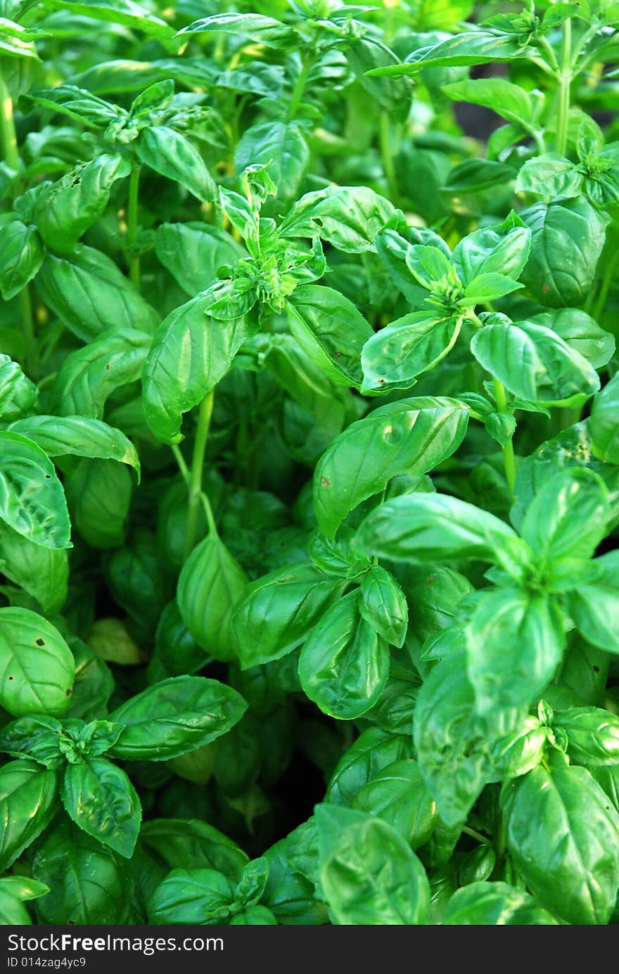 Fresh basil growing in the garden