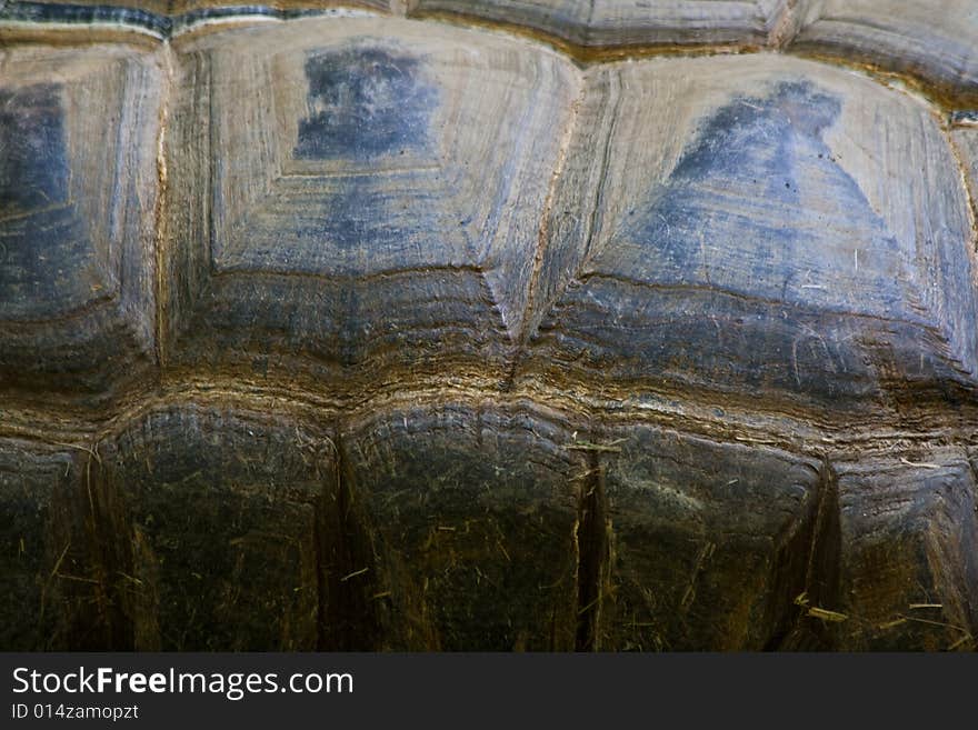 The close-up texture of a turtle. The close-up texture of a turtle