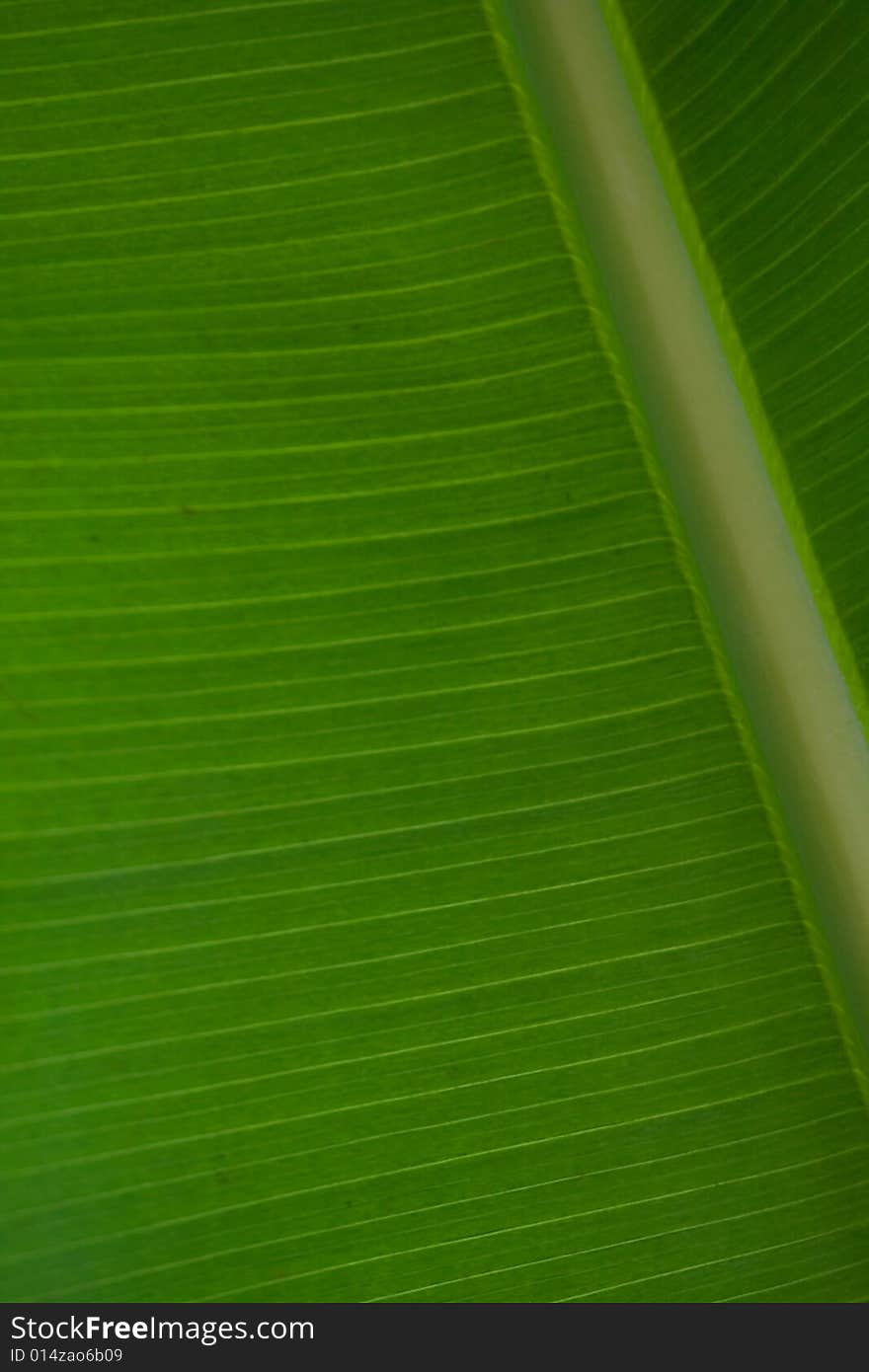 Close up of a palm leaf