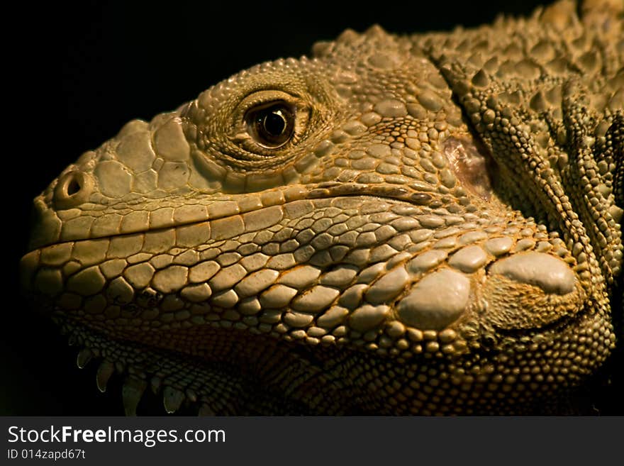 Close up portrait of an iguana