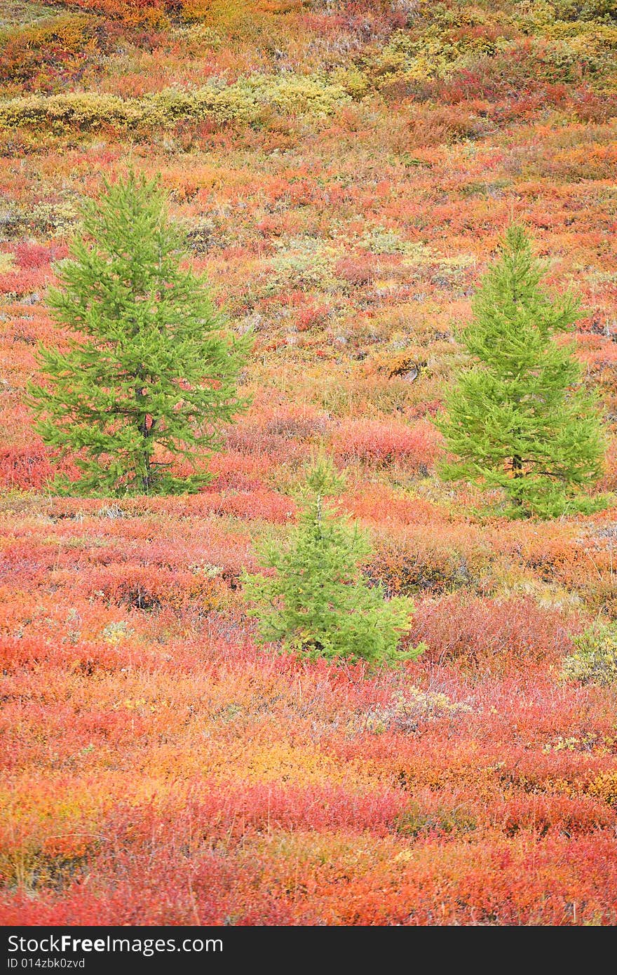 Larches in autumnal mountain tundra