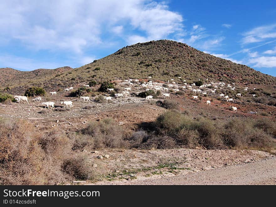 Spanish Sheep