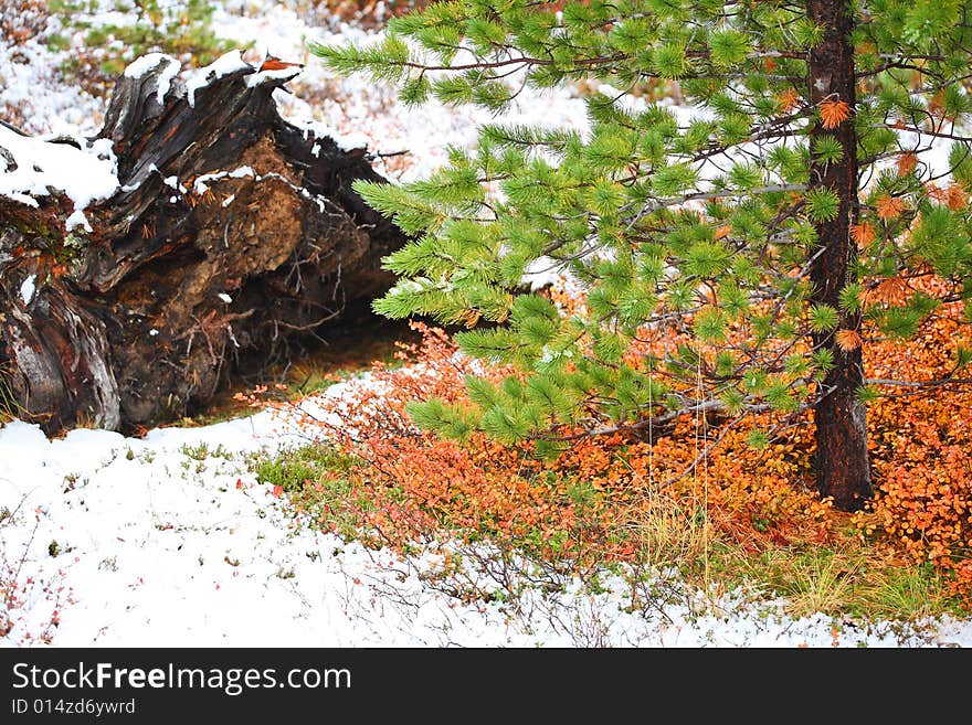 Pine tree and first snow