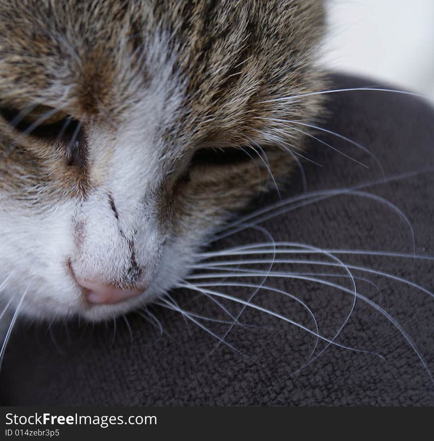 A cute cats daytime napping