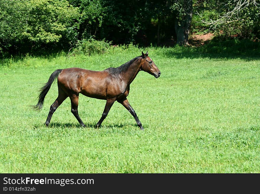 Brown Horse Walking In A Green Field