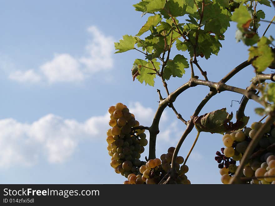 Grapes in blue sky background