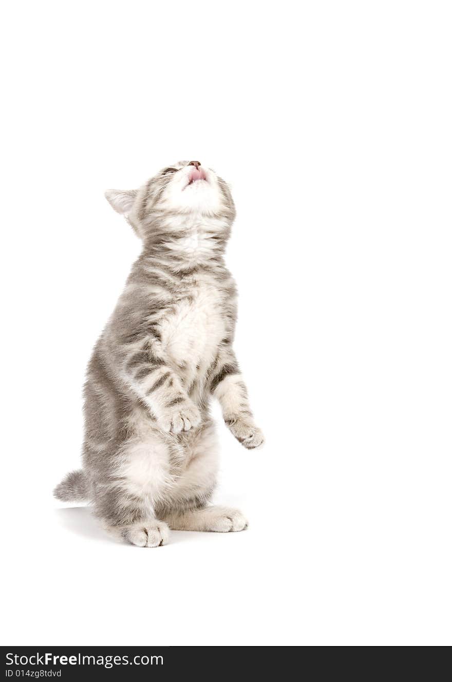 Gray marmoreal scottish breed kitten on white ground