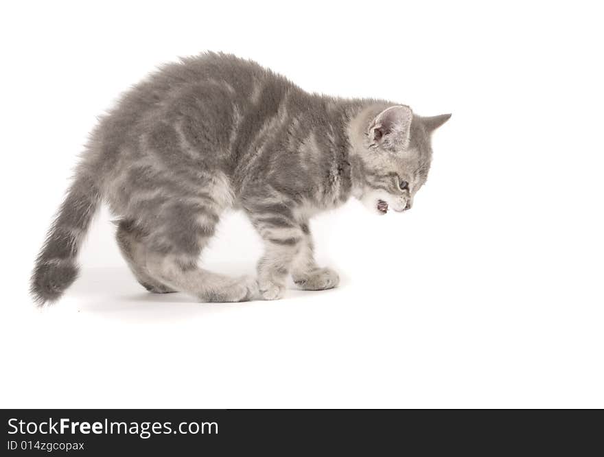 Gray marmoreal scottish breed kitten on white ground