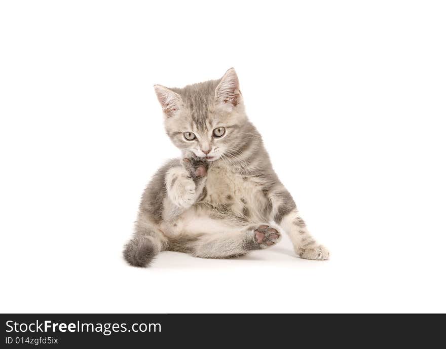 Gray marmoreal scottish breed kitten on white ground