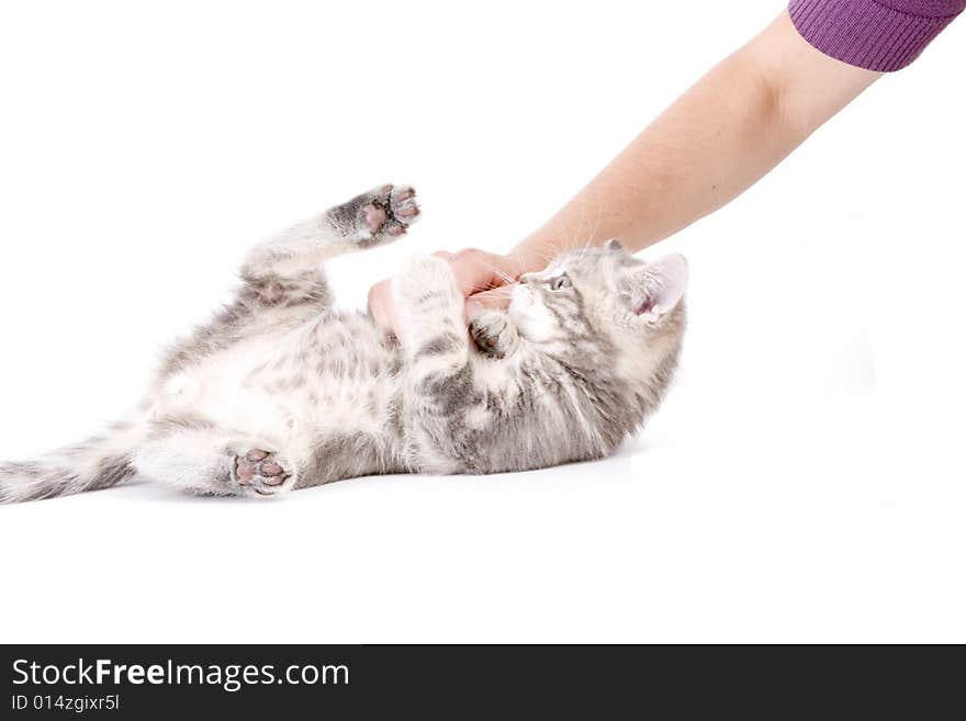 Gray marmoreal scottish breed kitten playing