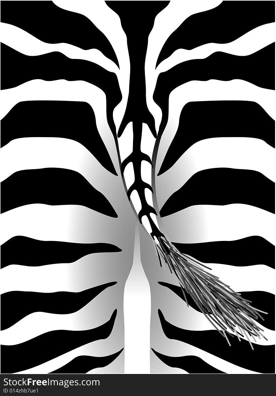 Back Part Of A Zebra