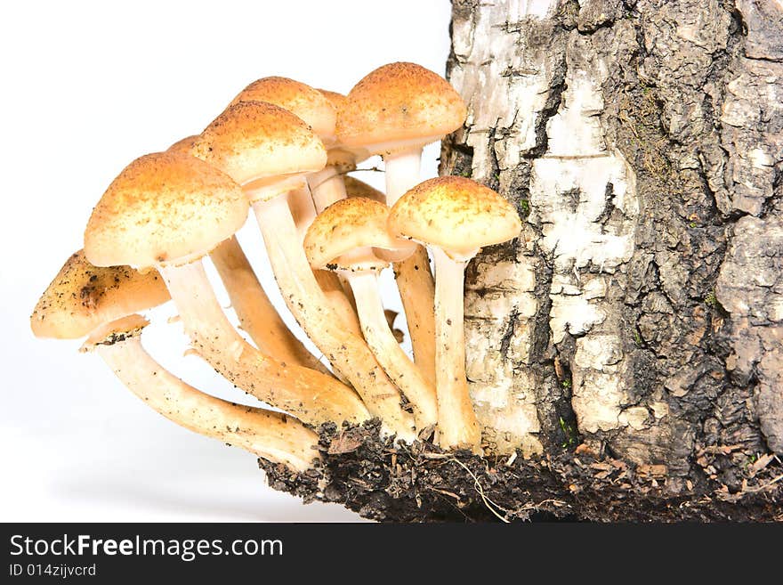 Agaric honeys isolated over white