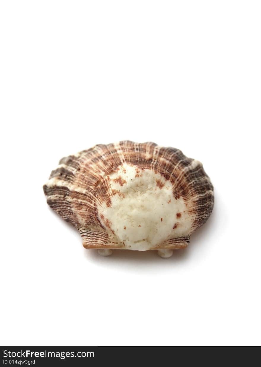 Sea shell