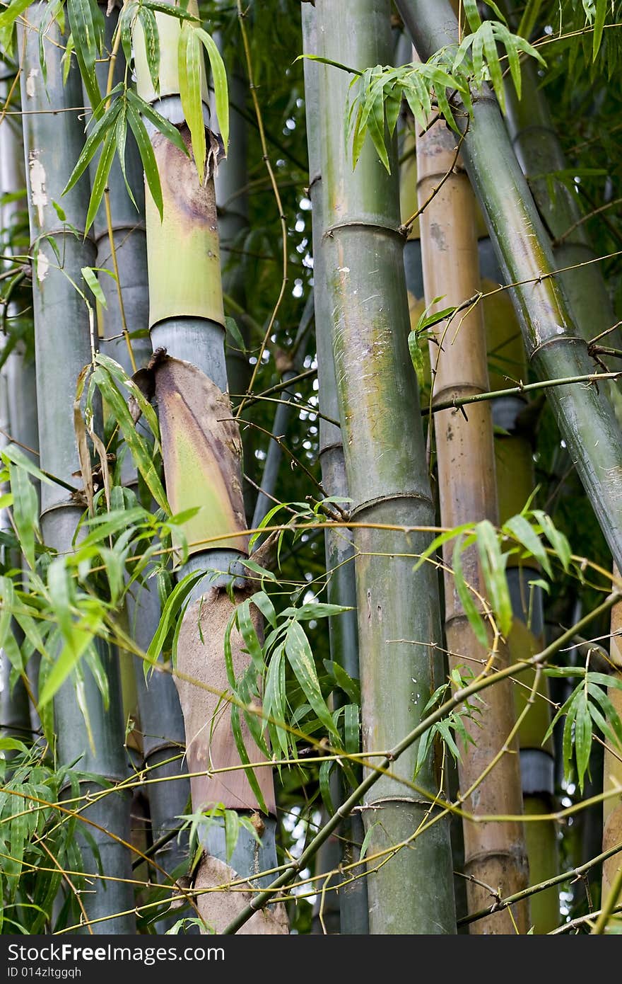 Bamboo woods, Thailand