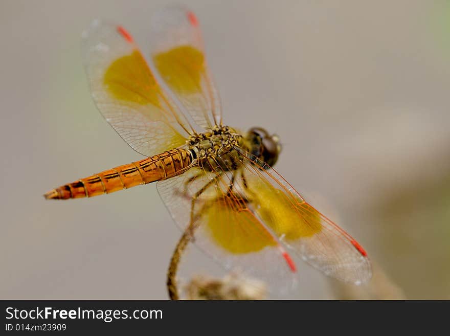 Dragon-fly as a macro photo in free nature taken