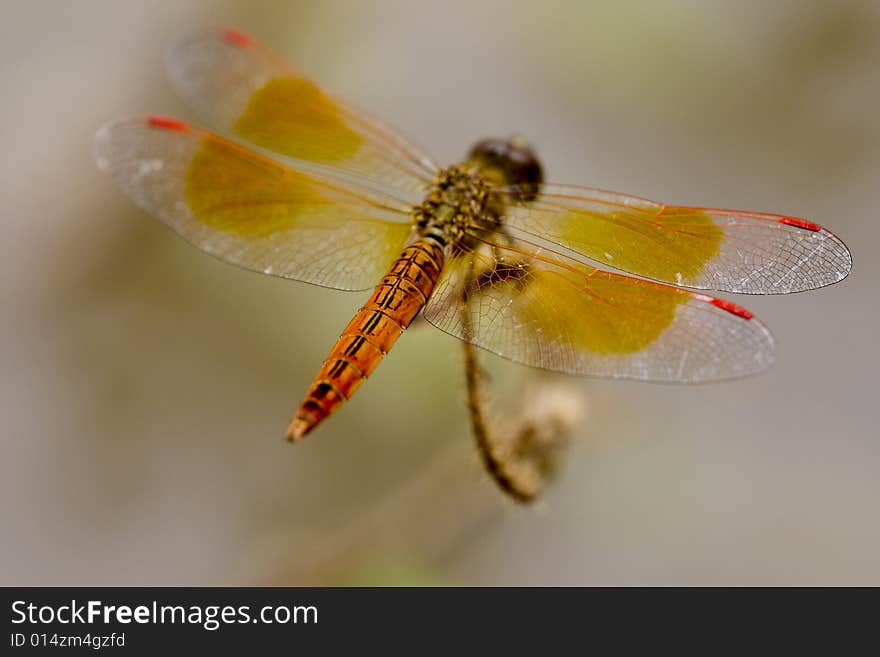 Dragon-fly as a macro photo in free nature taken