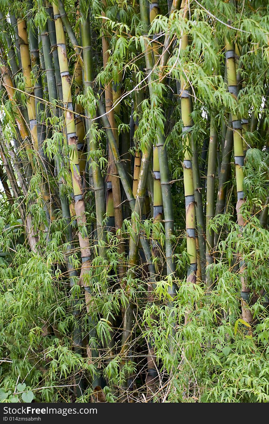 Bamboo woods, Thailand