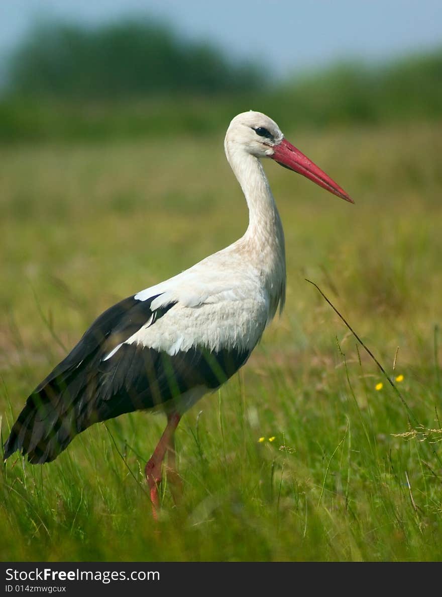 Stork Bird