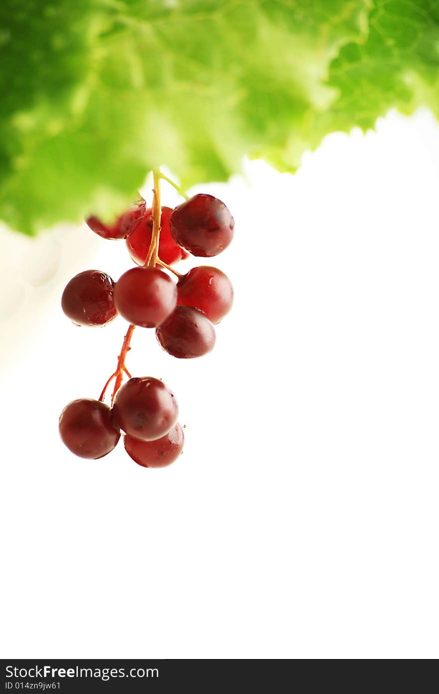 Red currant berries. Shot in a studio. Red currant berries. Shot in a studio.