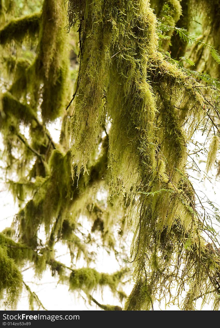 An evergreen tree covered with long green moss. An evergreen tree covered with long green moss